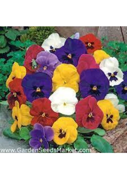 Dev Isviçre Menekşesi 10 Adet Tohum modelleri