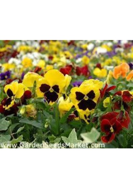 Dev Isviçre Menekşesi 10 Adet Tohum fırsatları