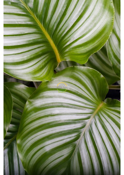 Calathea Orbifolia Bitkisi 'dua Çiçeği'