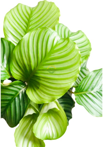 Calathea Orbifolia Bitkisi 'dua Çiçeği' modelleri