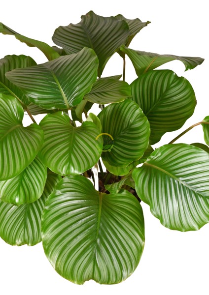 Calathea Orbifolia Bitkisi 'dua Çiçeği' fırsatları
