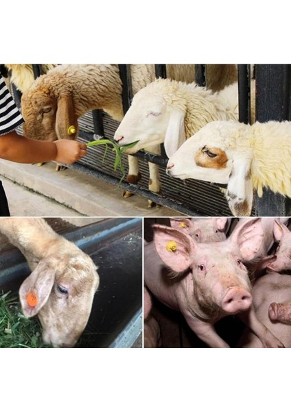 Akülü Küpe Takma Pensi fiyatları