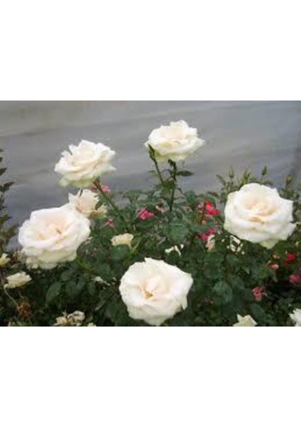 10 Adet Tohum Beyaz Gül Tohumu Nadir Beyaz Gül Tohum Saksı Toprak Hediyelidir modelleri