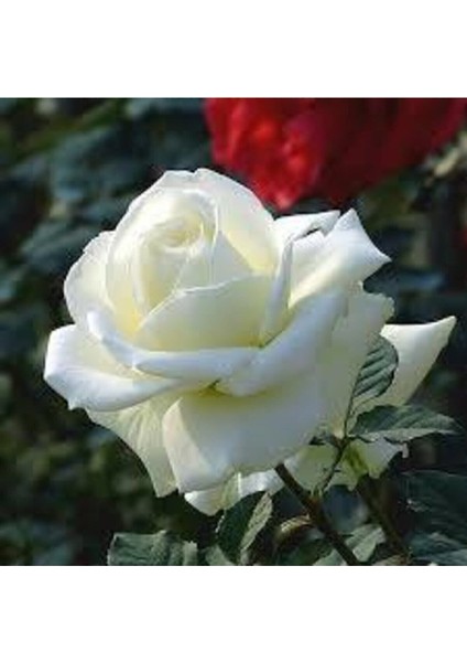 10 Adet Tohum Beyaz Gül Tohumu Nadir Beyaz Gül Tohum Saksı Toprak Hediyelidir fırsatları