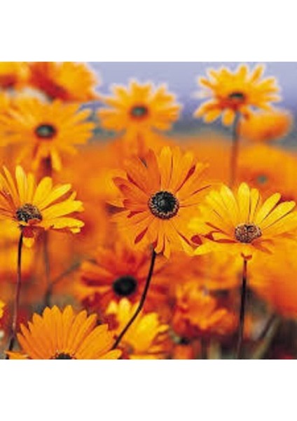 10 Adet Tohum Nadir Afrika Papatyası Çiçeği Tohumu Saksı Toprak Sürpriz Hediye Tohumludur fiyatları