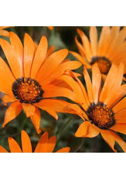 10 Adet Tohum Nadir Afrika Papatyası Çiçeği Tohumu Saksı Toprak Sürpriz Hediye Tohumludur modelleri