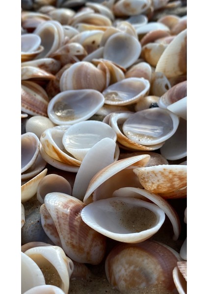 Doğal Deniz Kabuğu Sanatsal ve Dekoratif Süs (300 Gr)
