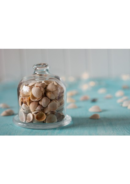 Doğal Deniz Kabuğu Sanatsal ve Dekoratif Süs (300 Gr) fiyatları