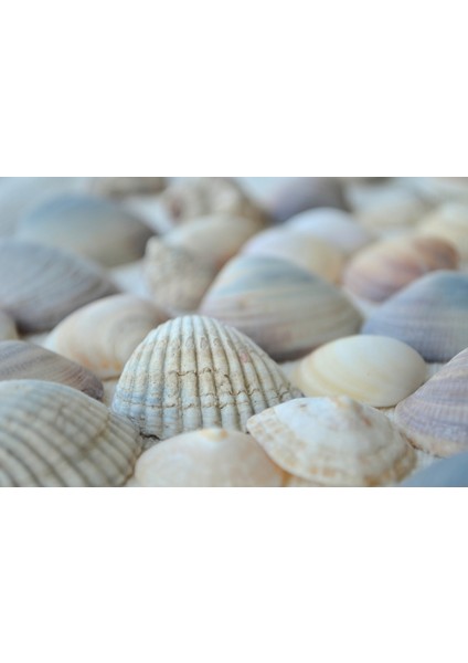 Doğal Deniz Kabuğu Sanatsal ve Dekoratif Süs (300 Gr) modelleri