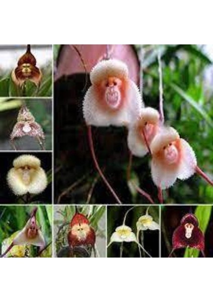 5 Adet Tohum Nadir Maymun Orkide Çiçeği Maymun Çiçeği Tohumu Saksı Toprak Sürpriz Hediye Tohumludur