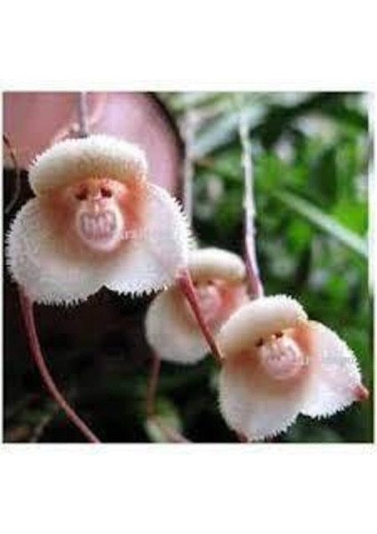 5 Adet Tohum Nadir Maymun Orkide Çiçeği Maymun Çiçeği Tohumu Saksı Toprak Sürpriz Hediye Tohumludur fiyatları