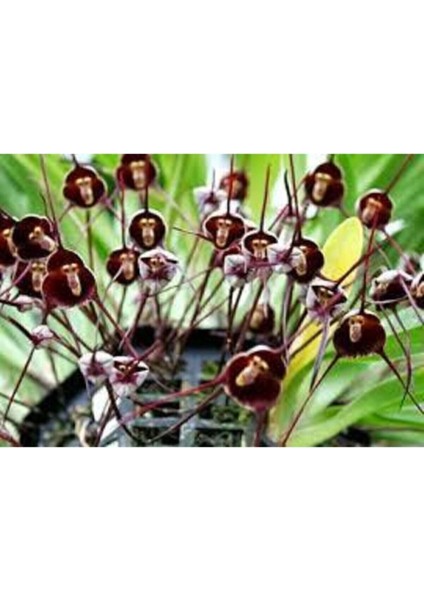 5 Adet Tohum Nadir Maymun Orkide Çiçeği Maymun Çiçeği Tohumu Saksı Toprak Sürpriz Hediye Tohumludur fırsatları