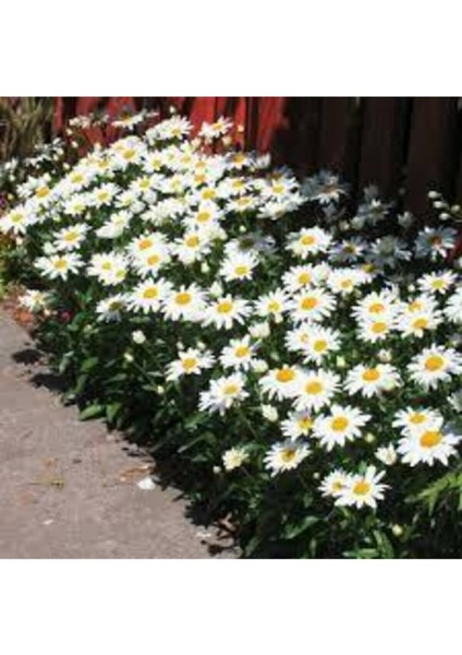 20 Adet Tohum Yayılıcı Kır Papatyası Çiçeği Saksı Toprak Sürpriz Hediye Çiçek Tohumlu