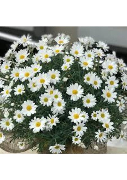 20 Adet Tohum Yayılıcı Kır Papatyası Çiçeği Saksı Toprak Sürpriz Hediye Çiçek Tohumlu fiyatları