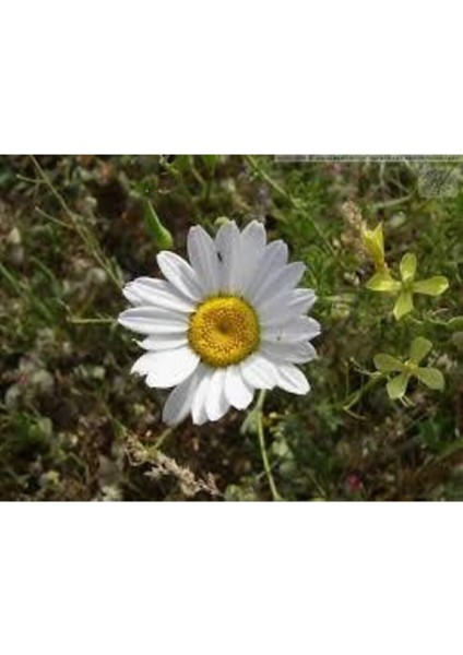 20 Adet Tohum Yayılıcı Kır Papatyası Çiçeği Saksı Toprak Sürpriz Hediye Çiçek Tohumlu modelleri