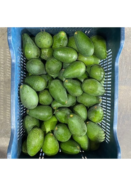 Fuerte Avokado 160-200 gr | Dalından Taze Hasat & Doğal Avokado | Yerel Üreticiden