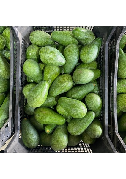 Fuerte Avokado 160-200 gr | Dalından Taze Hasat & Doğal Avokado | Yerel Üreticiden fiyatları