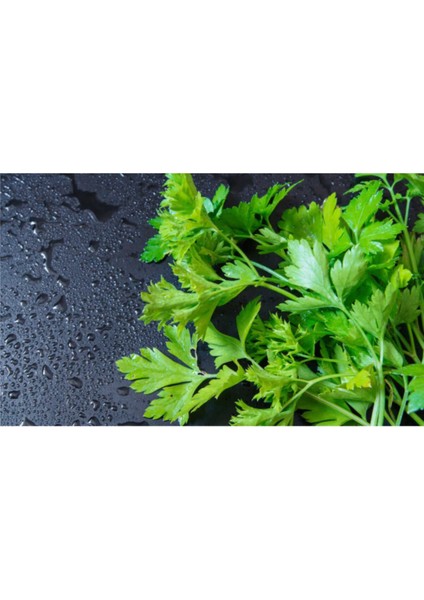 300 Adet Geniş Yapraklı Maydanoz Tohumu Maydonoz Tohumu + Saksı Toprak fiyatları