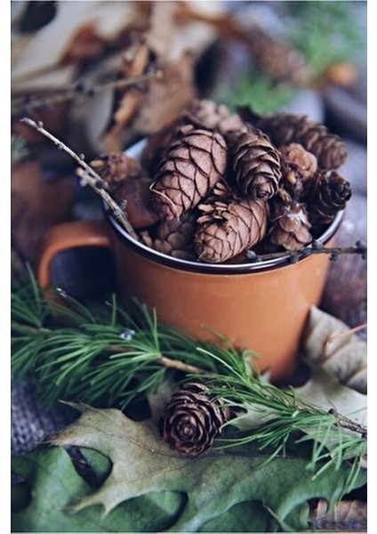 Kozak Vakfı Kozalak Şurubu 125 ml modelleri