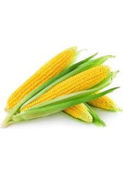 10 Adet Tohum Eko Paket Süt Mısırsüt Mısır Tohumu Darı Tohumu Mısır Tohumu Hediye Tohumlu fiyatları