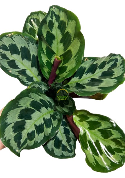 Calathea Helen Kennedy Bitkisi 'dua Çiçeği'