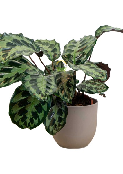 Calathea Helen Kennedy Bitkisi 'dua Çiçeği' fiyatları