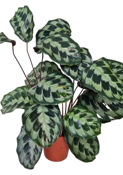 Calathea Helen Kennedy Bitkisi 'dua Çiçeği' modelleri