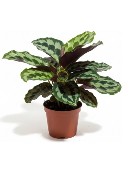 Calathea Helen Kennedy Bitkisi 'dua Çiçeği' fırsatları