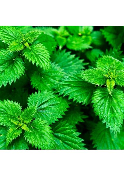 %100 Organik Isırgan Otu Kurusu 100 gr modelleri