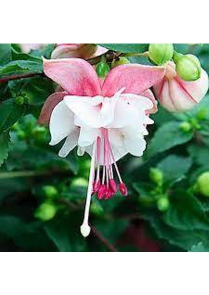 10 Adet Tohum Nadir Pembe Küpeli Tohumu