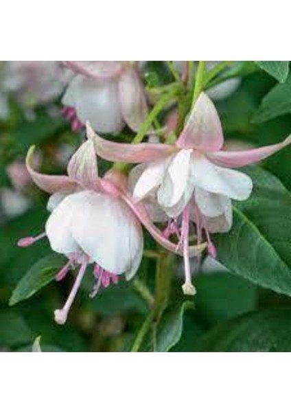 10 Adet Tohum Nadir Pembe Küpeli Tohumu fiyatları