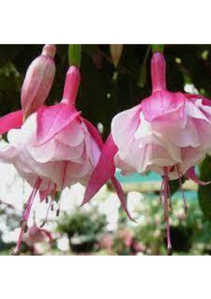 10 Adet Tohum Nadir Pembe Küpeli Tohumu modelleri