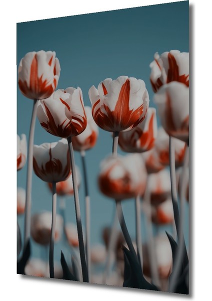 Ahşap Dekoratif Tablo Kırmızı Beyaz Laleler Yağlı Boya Görünümlü Sanat Eseri Dikdörtgen Tablo modelleri
