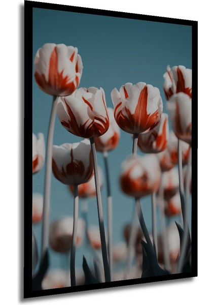 Ahşap Dekoratif Tablo Kırmızı Beyaz Laleler Yağlı Boya Görünümlü Sanat Eseri Dikdörtgen Tablo