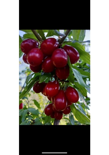 Tüplü Iri Meyveli Aşılı Kızılcık Fidanı Yaş 3 Boy 120-140 cm
