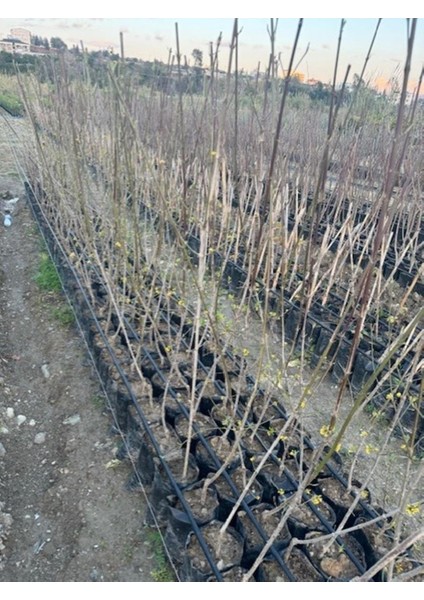 Tüplü Iri Meyveli Aşılı Kızılcık Fidanı Yaş 3 Boy 120-140 cm fiyatları