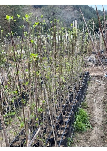 Tüplü Iri Meyveli Aşılı Kızılcık Fidanı Yaş 3 Boy 120-140 cm modelleri