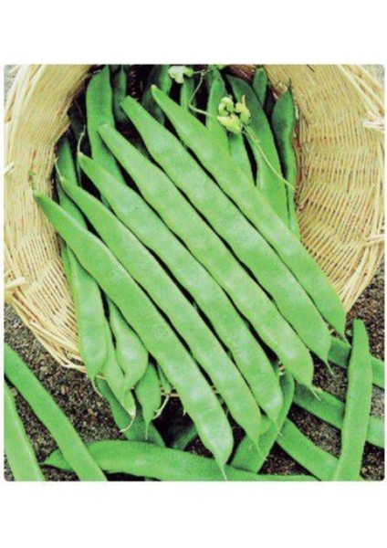 Magnum Kılçıksız Yediveren Fasülye Tohumu 50 Adet Tohum Fasulye Tohumu fiyatları