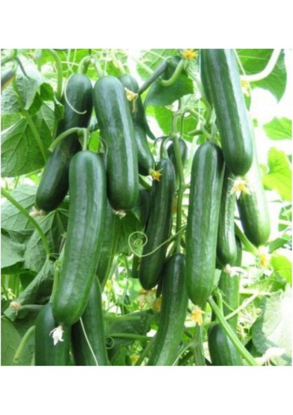 20 Adet Salatalık Tohumu Çengel Köy Salatalık Tohumu + Saksı + Toprak