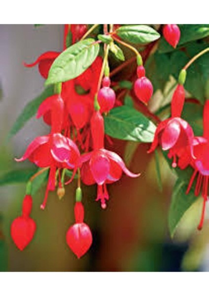 20 Adet Tohum Nadir Kırmızı Küpeli Çiçeği Tohumu Yer Küpeli Çiçek Saksı Toprak Sürpriz Hediye fiyatları