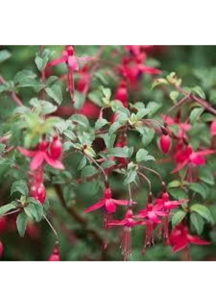 20 Adet Tohum Nadir Kırmızı Küpeli Çiçeği Tohumu Yer Küpeli Çiçek Saksı Toprak Sürpriz Hediye modelleri