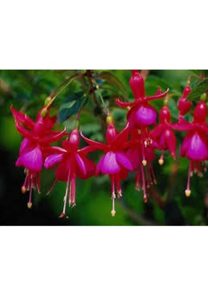 20 Adet Tohum Nadir Kırmızı Küpeli Çiçeği Tohumu Yer Küpeli Çiçek Saksı Toprak Sürpriz Hediye fırsatları