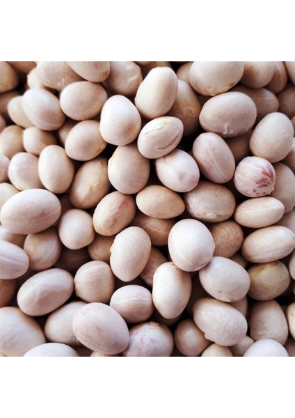 Erzurum Ipsir Fasulyesi modelleri