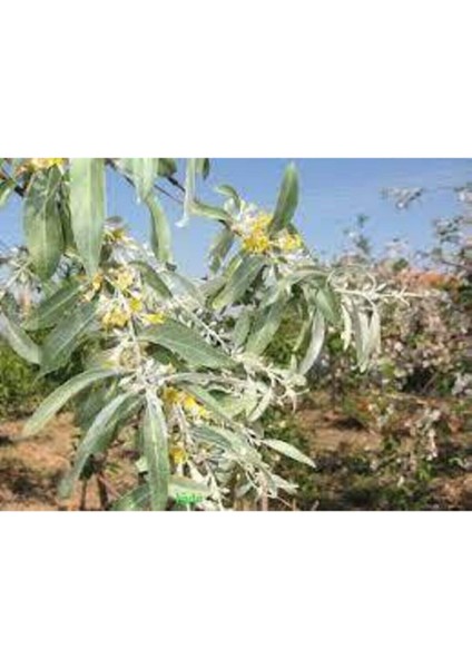 5 Adet Tohum Iğde Ağacı Tohumu Mis Kokulu Iğde