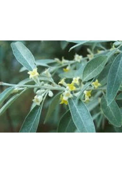 5 Adet Tohum Iğde Ağacı Tohumu Mis Kokulu Iğde modelleri