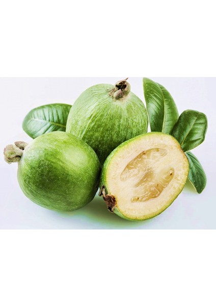 KAYMAK AĞACI FEİJOA FİDANI 10 ADET