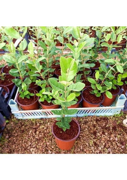 KAYMAK AĞACI FEİJOA FİDANI 10 ADET fiyatları