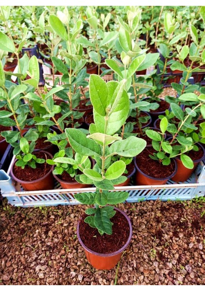 KAYMAK AĞACI FEİJOA FİDANI 10 ADET modelleri