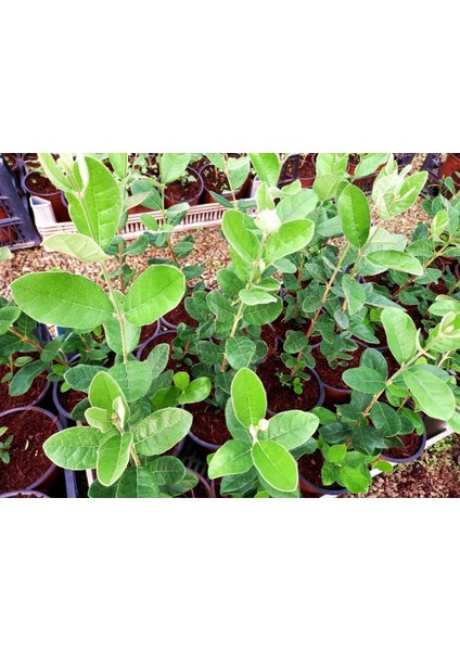 KAYMAK AĞACI FEİJOA FİDANI 10 ADET fırsatları