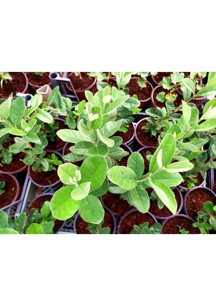 KAYMAK AĞACI FEİJOA FİDANI 10 ADET indirimleri